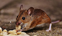 24 Hour & Emergency Exterminators in Vburg, MS
